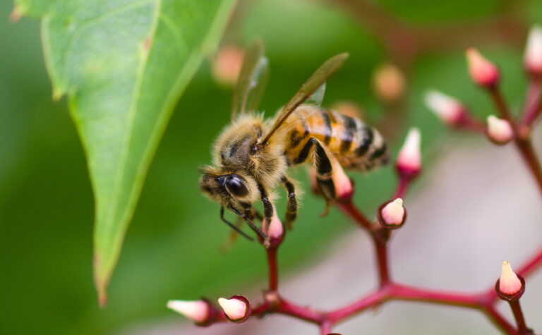 Honey bee photo taken with a Pentax KS-2 using a 105mm Lester Dine 1:1 macro lens